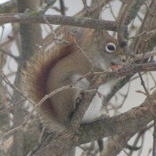 Écureuil mangeant une arachide