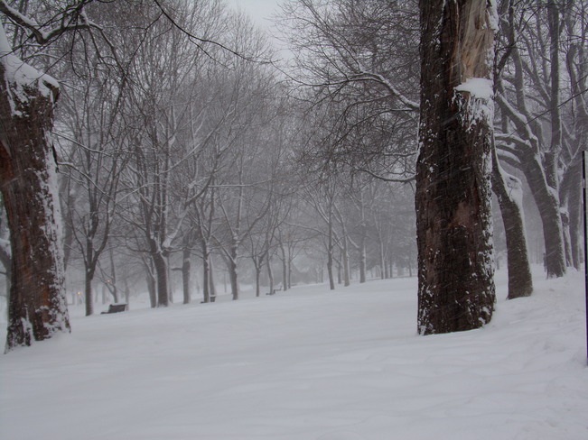 Parc Lafontaine sous la neige Montréal, QC