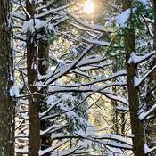 La neige dans les branches...