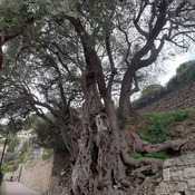 olivier de 2000 ans