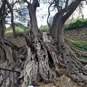 2000 ans d'age olivier