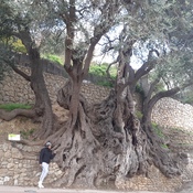 olivier de 2000 ans