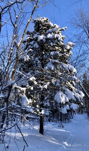 C’est beau un sapin enneigé, surtout dans la forêt ! Blainville, Québec, CA