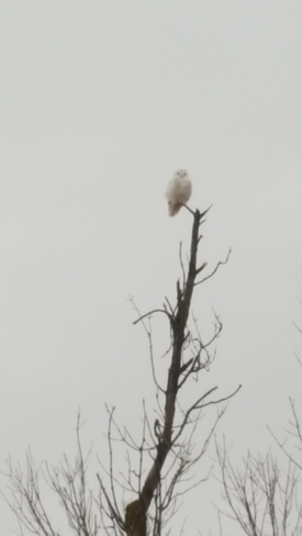 Snow Owl Listowel, ON