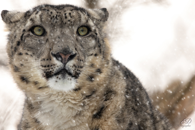 Leopard des neiges Bromont, QC
