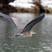 Blue Heron and Canada Goose