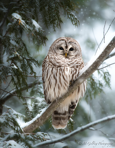 Winter Owl Mississauga, ON