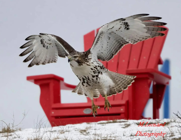 Hawk in flight Toronto, ON