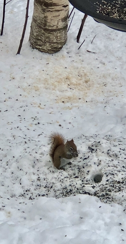 Petit écureuil roux à côté de son trou Blainville, Québec, CA