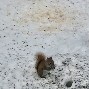 Petit écureuil roux à côté de son trou