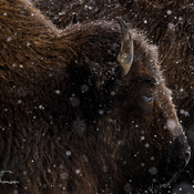 Where the buffalo roam...it's snowing!