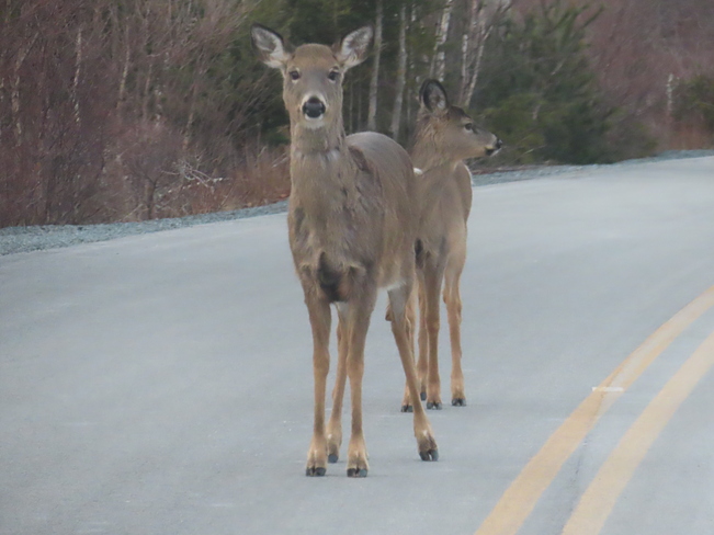 2 deer on the road' Masons Beach Road, Lunenburg, NS