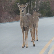 2 deer on the road'