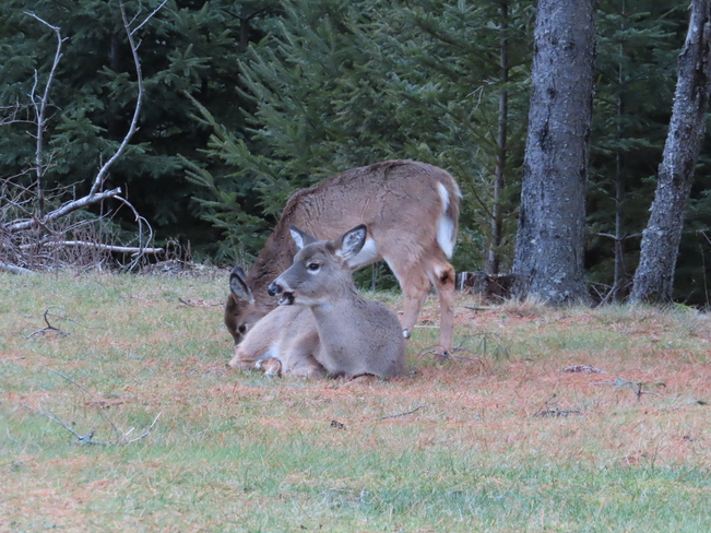 Deer family lying in the grass. Corkums Island, Nova Scotia