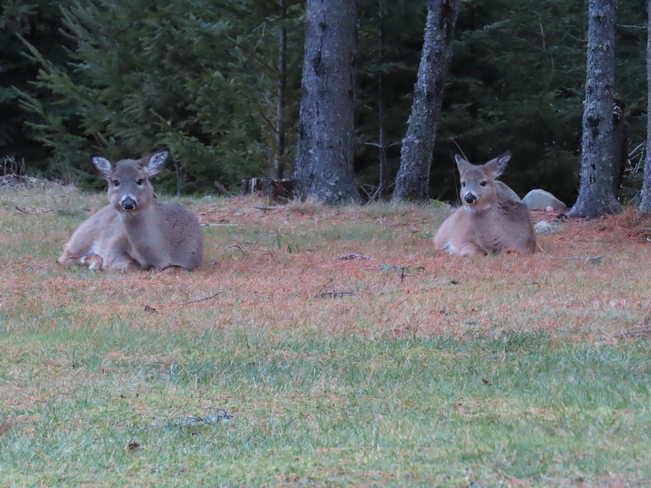 Deer family lying in the grass. Corkums Island, Nova Scotia