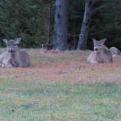 Deer family lying in the grass.