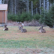 Deer family lying in the grass.