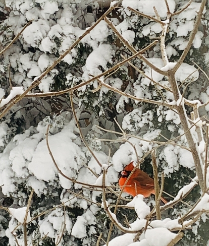 Cardinal this morning Maple, Ontario, CA