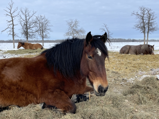 Horses feeling safe Steinbach, Manitoba, CA