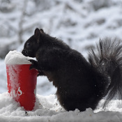 An ice-capp for squirrel.