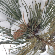 Pinecone in the Snow