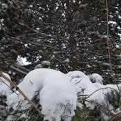 Weighed Down Snowy Pine