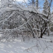 Snow in Aurora, ON