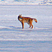 Coyote not ugly