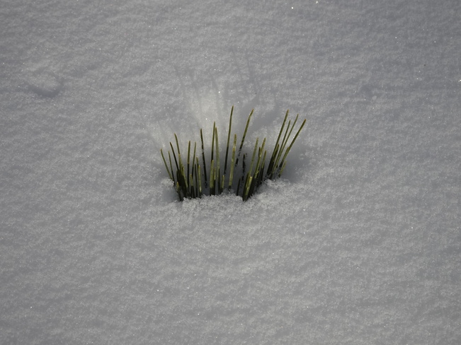 Fresh Fallen Snow Scenes Sudbury, ON