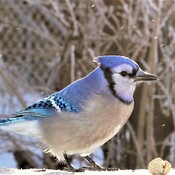 Boink the Bluejay...
