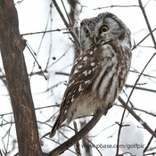 Boreal Owl on alert