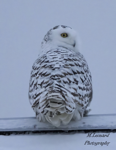 Snowy Owl Toronto, ON