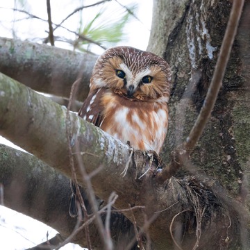 Saw Whet owl being pestered by Chickadees