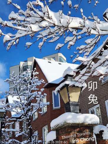Jan 26 2023 -6C Picturesque - Beautiful Winter - Fresh snow Thornhill Iris Chong Thornhill, Vaughan, ON
