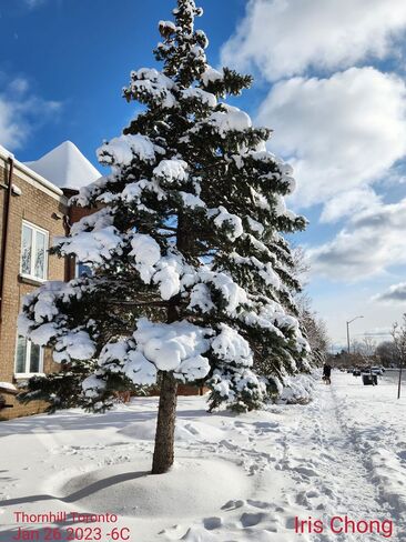 Jan 26 2023 -6C Picturesque - Beautiful Winter - Fresh snow Thornhill Iris Chong Thornhill, Vaughan, ON