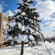 Jan 26 2023 -6C Picturesque - Beautiful Winter - Fresh snow Thornhill Iris Chong