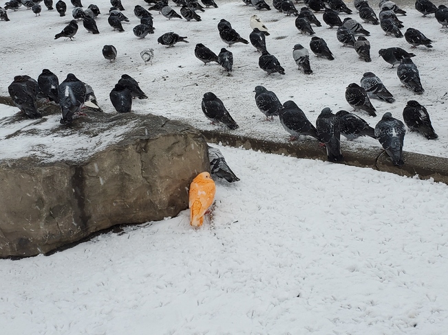 Orange Pigeon Toronto, ON