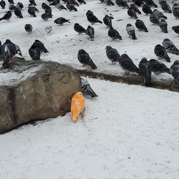 Orange Pigeon