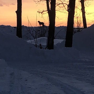 Bella enjoying the January 26 sunset after the storm.