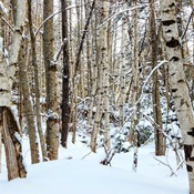 Snow-covered woods