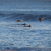 Surfers paddling and waiting!