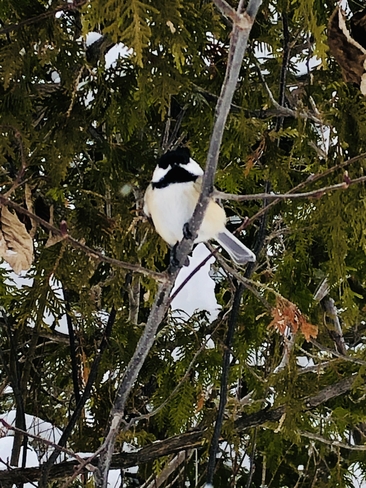 Mésange dans les branches. Saint-Jérôme, Québec, CA