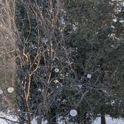 partridges in my apple tree