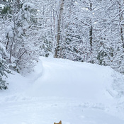 Fox and the Snow