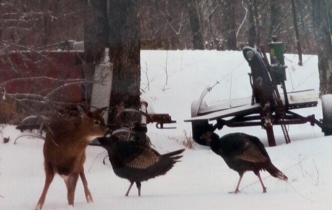 Deer and turkeys Maple Ridge, NB