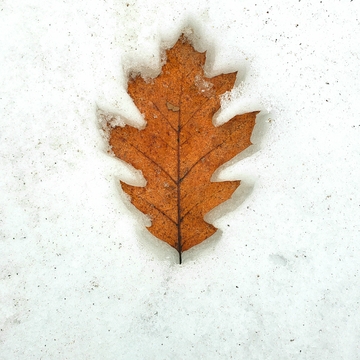 Winter Oak Leaf impression
