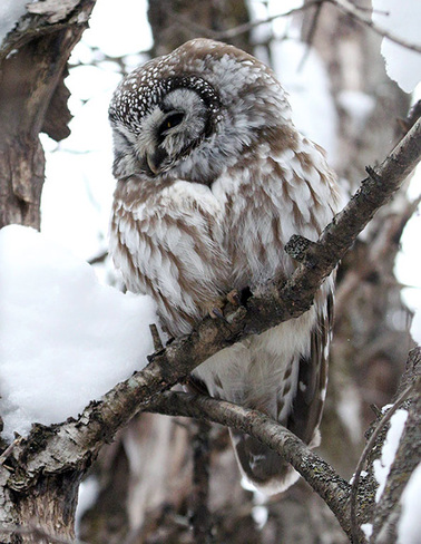 Boreal Owl continues Ottawa, ON