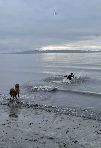 Dogs playing in the ocean White Rock, British Columbia, CA