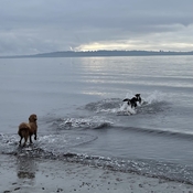 Dogs playing in the ocean