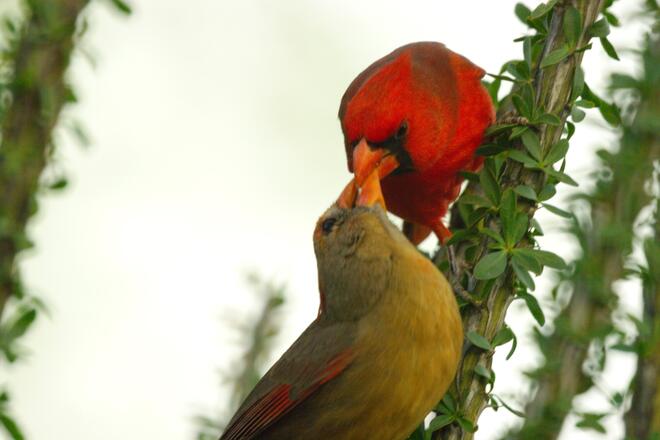 redbird Tucson, AZ, USA